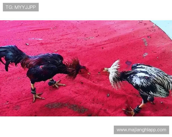 PG斗鸡电游手机版试玩活动火热开启,邀请玩家一同探索创新的斗鸡策略和精彩的线上对战体验 PG斗鸡电游手机版试玩活动火热开启,邀请玩家一同探索创新的斗鸡策略和精彩的线上对战体验